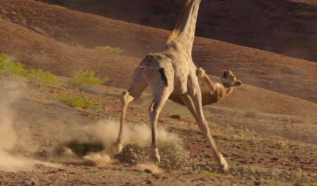 بالفيديو.. معركة حياة أو موت بين لبؤة وزرافة