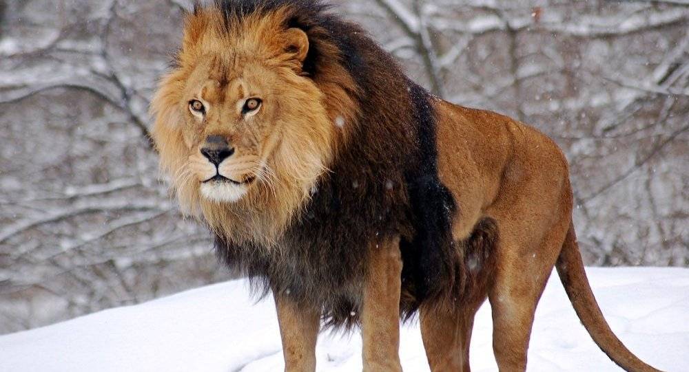 فيديو...رد فعل أسد يرى طفلا يرتدي زي ملك الغابة