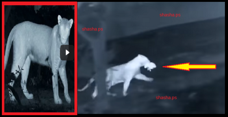 بالفيديو.. لقطات مروعة لفهد يخطف صغيرا من والدته!!