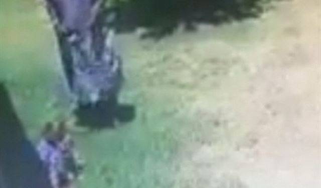 بالفيديو.. كلب يواجه طفلا بوحشية داخل حديقة البيت
