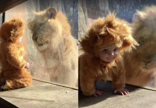 بالفيديو.. كيف تفاعلت الأسود مع طفل يبلغ من العمر 11 شهرًا؟