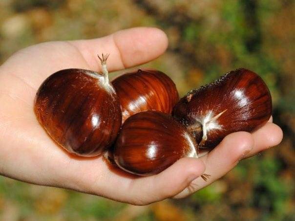الكستناء: 4 حبّات في اليوم تصنع العجائب