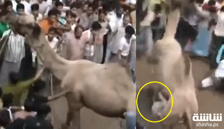 18+ فيديو مروع لجمل هائج وسط حشد غفير من السكان!