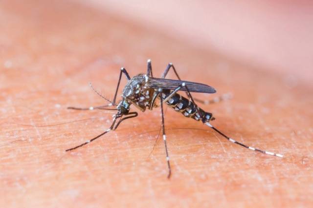 لهذه الأسباب يلاحقك الناموس أكثر من غيرك!!