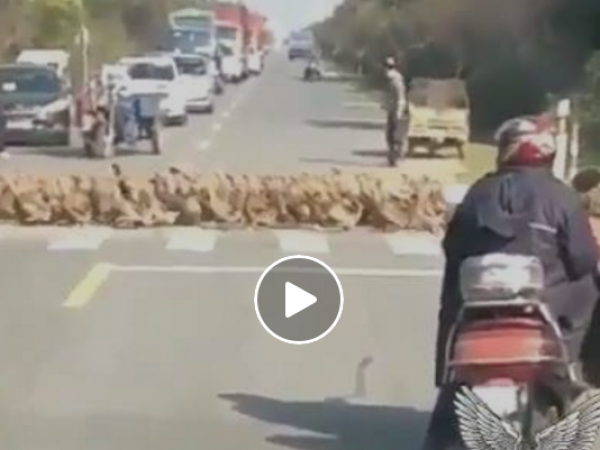إتفرج..سرب من البط يشعل السوشيال ميديا بغلقه الطريق