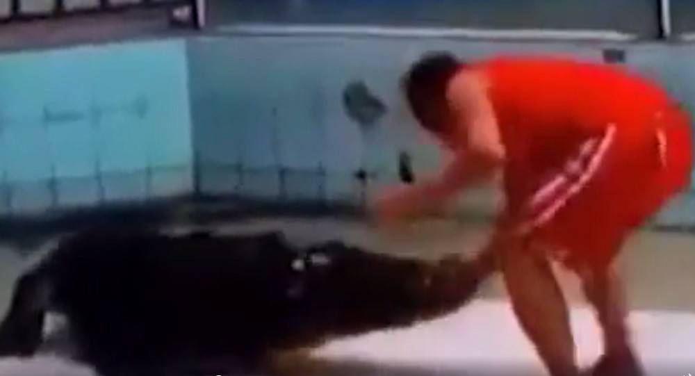 فيديو مروع.. تمساح يلتهم ذراع مدربه