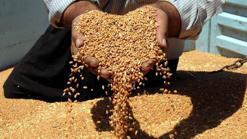 مصر تستورد مليون طن قمح خلال أسابيع