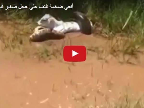 لحظة التهام أفعى ضخمة عجل أمام أنظار صاحبه