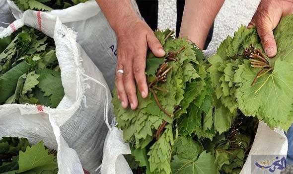 فوائد صحية لا تتخيلها لتناول 
