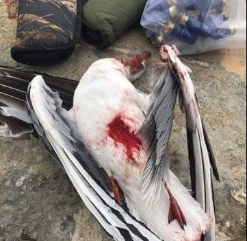 بالصورة و التفاصيل.. طلعت براس 