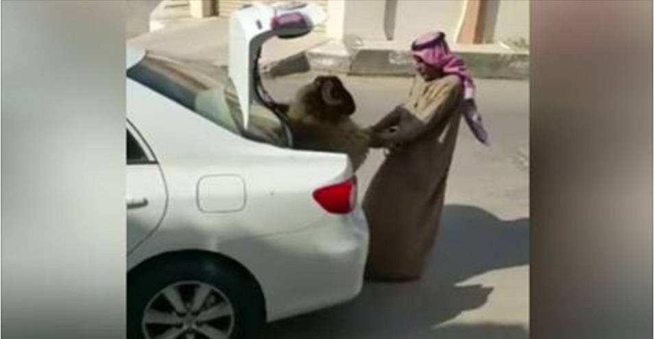 رجل يحاول إخراج خاروف من صندوق سيارة وزوجته تسخر منه