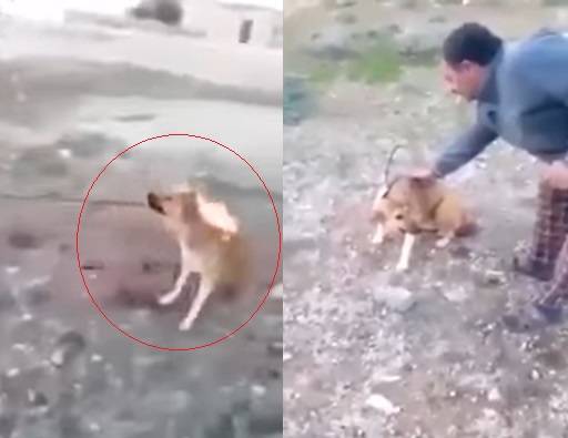 فيديو صادم وغير إنساني .. أردني يحرق كلباً وهو حيّ!