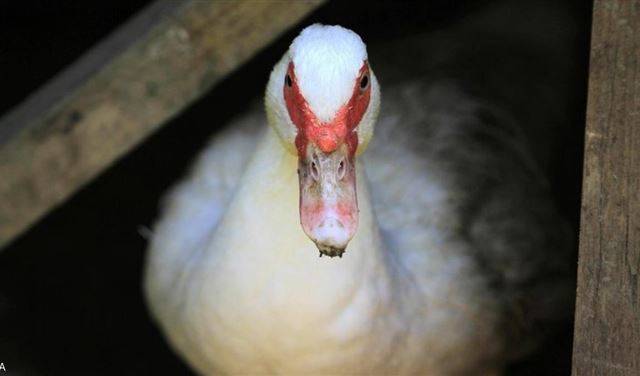 نوع جديد من إنفلونزا الطيور في ألمانيا