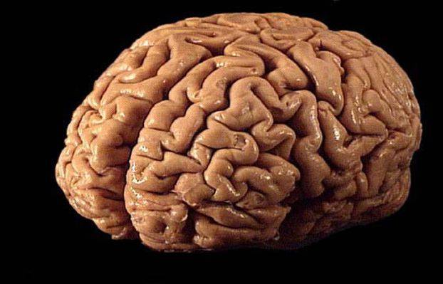شكل الدماغ يؤثر على شخصية الإنسان