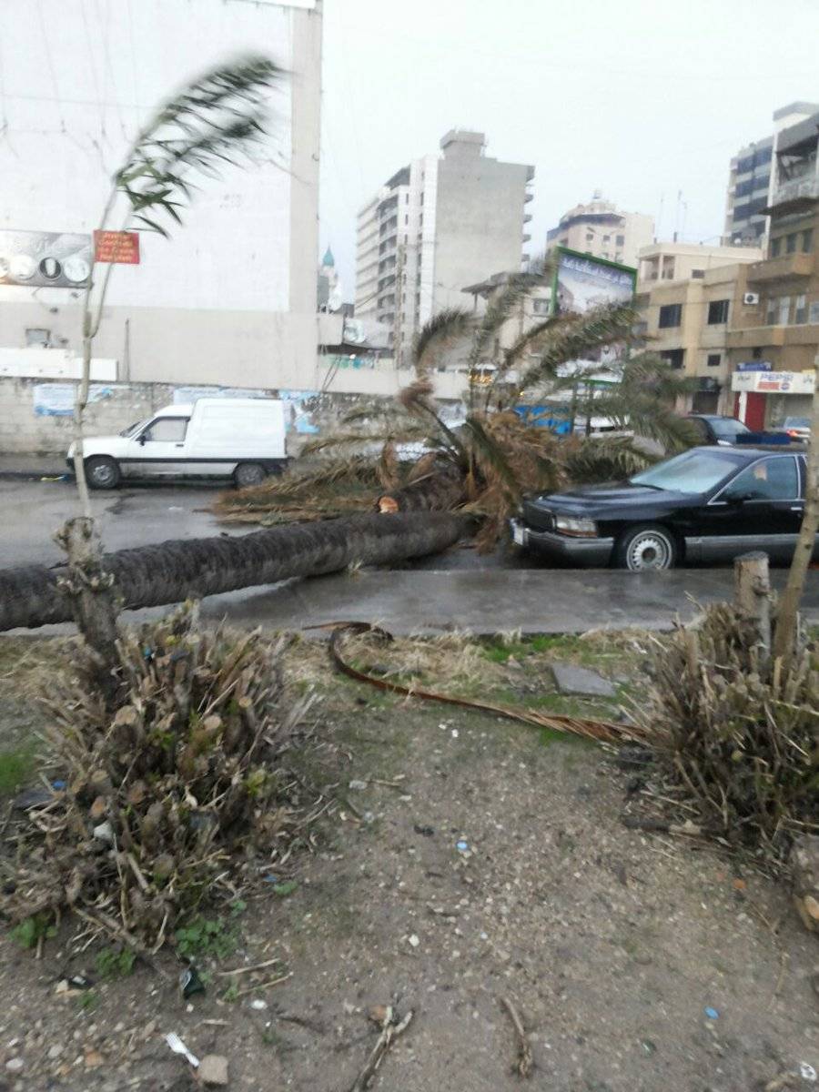 سقوط شجرة نخيل في صيدا نتيجة شدة الرياح