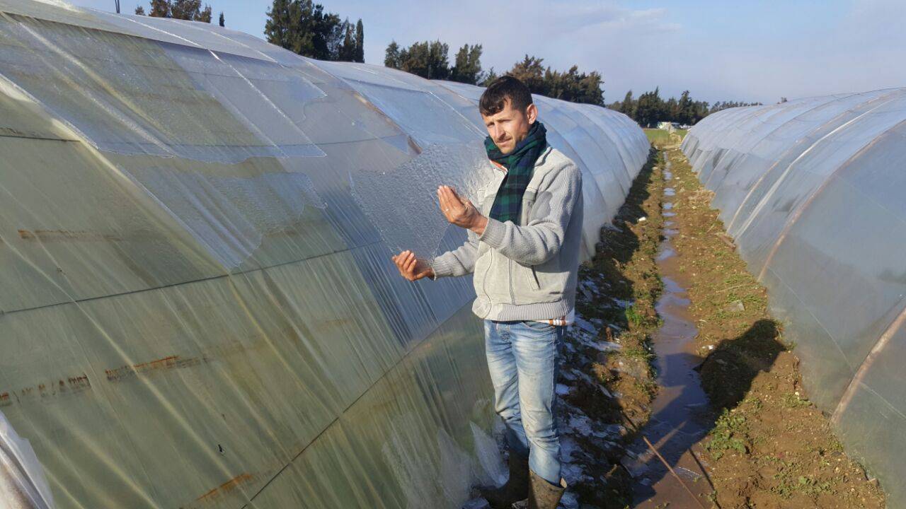 الصقيع يخلف مجزرة في المزروعات في عكار