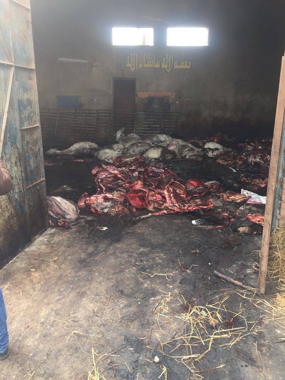 بالصور.. تفاصيل اقتحام مزرعة "الأسود والحمير" .. ضبط 5 أسود و70 حماراً حياً وأشلاء لأخرى مذبوحة