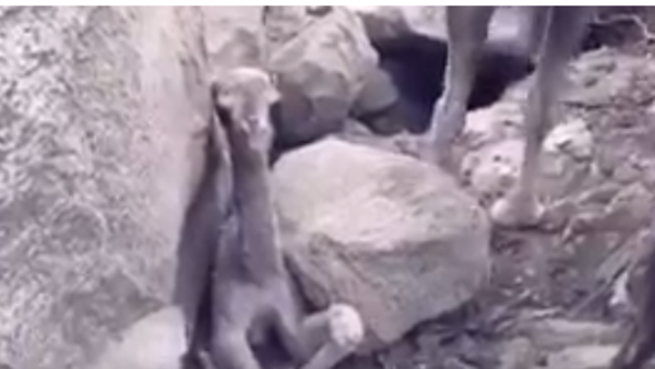 شاهد كيف استغاثت ناقة بصياد لإنقاذ وليدها! (فيديو)