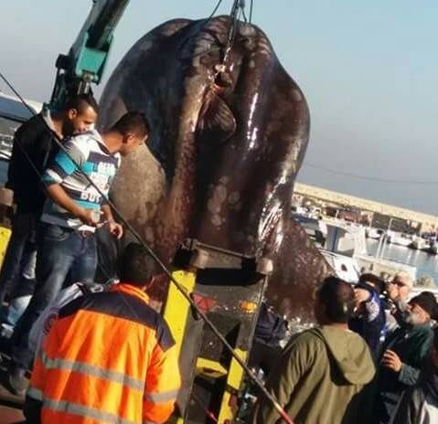 بالصور.. سمكة 