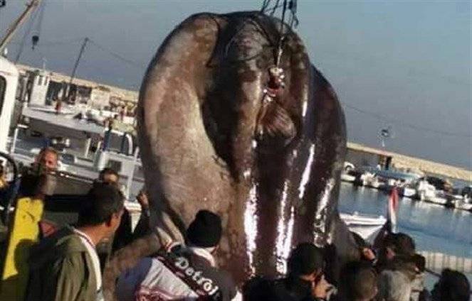 بالصور:  اصطياد Mola Mola في ميناء طرابلس