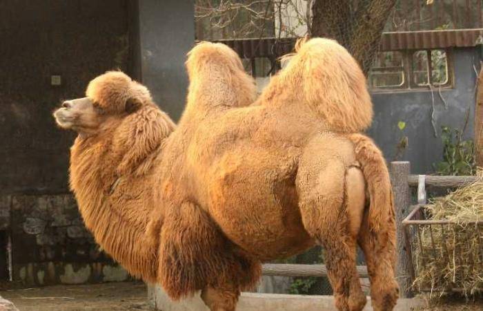 ستة جمال تفر من سيرك بألمانيا وتجوب في بلدة بسلام
