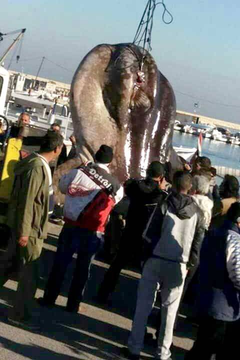 إصطياد وحش بحري في طرابلس