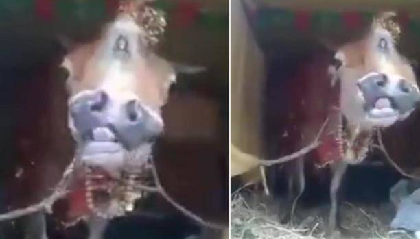 بالفيديو.. بقرة برأسين قادرة على الأكل بفمين!