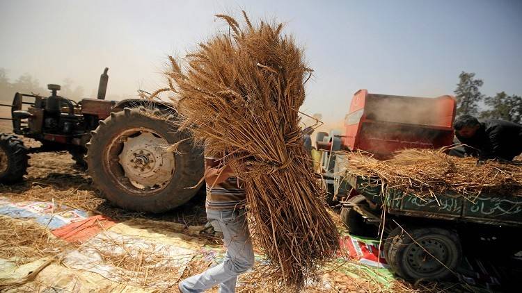 مصر تسعى لزيادة إنتاجها من القمح