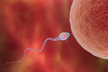 ما هو العدد الطبيعي للحيوانات المنوية عند الرجل؟
