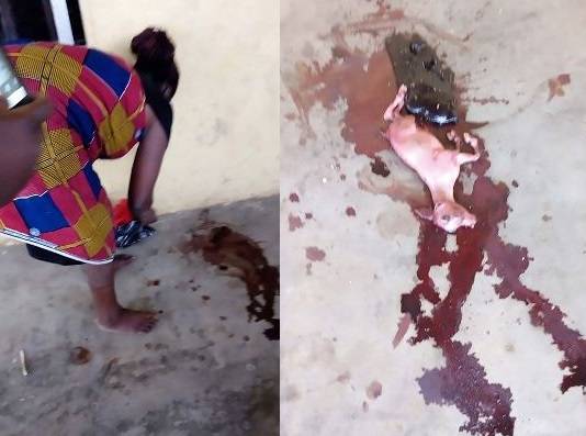 بالفيديو: في حادثةٍ أغرب من الخيال .. امرأة تنجب “ماعزاً” بعد حمل عامين!