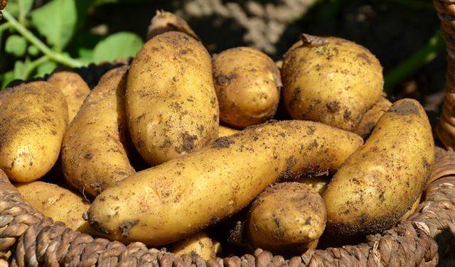 منع زراعة البطاطا في البقاع