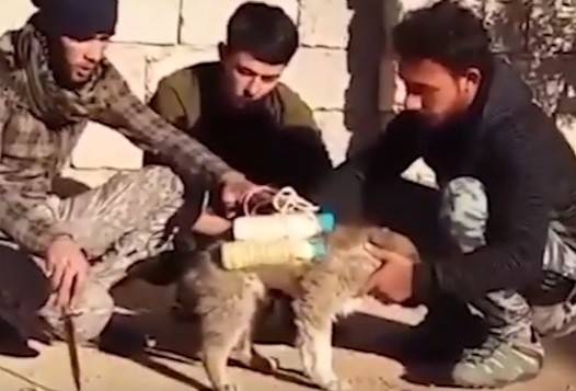 بالفيديو: أسلوب جديد لدى "داعش".. "كلب انتحاري"!