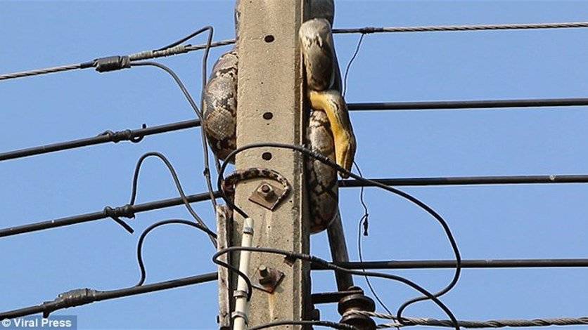 بالفيديو: ثعبان على عمود للكهرباء يثير رعب سكّان قرية تايلانديّة