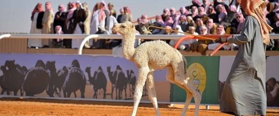 3 ملايين دولار أميركي من نصيب صاحب "ملك جمال الإبل" في العالم.. هذه المواصفات المطلوبة!