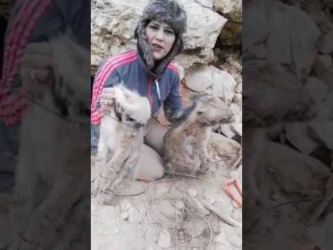 تحقيق في فيديو لصحافية أردنية تصطاد الضباع