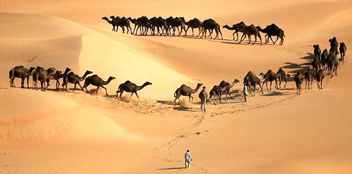 3 ملايين دولار لصاحب "ملك جمال الإبل".. وهذه المواصفات المطلوبة!
