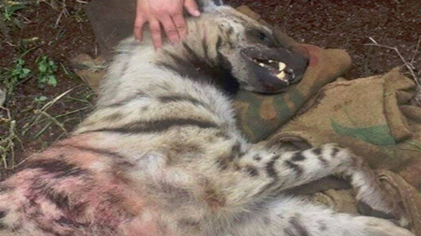 مجزرة بحق الضباع في عكار وابن بقرزلا يقف بوجه الصيادين