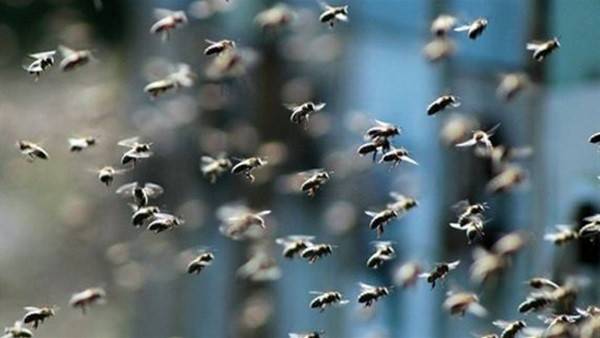 قتيل و11 جريحاً بهجوم لأسراب من النحل