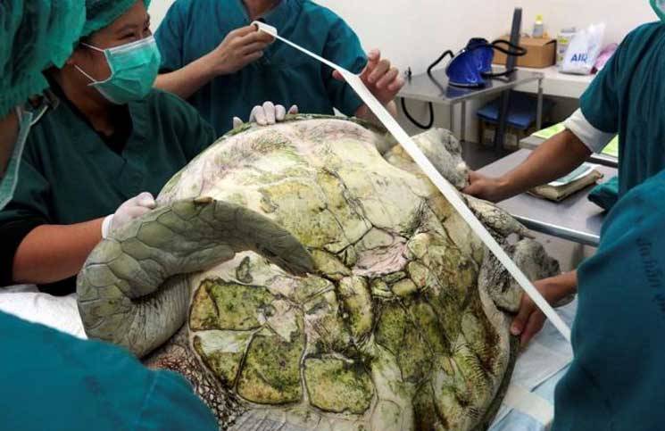 915 عملة معدنية من بطن سلحفاة بحرية