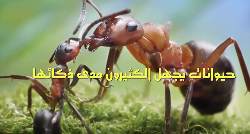 أذكى 10 حيوانات في الكون بأسره كنت تجهلها..!!