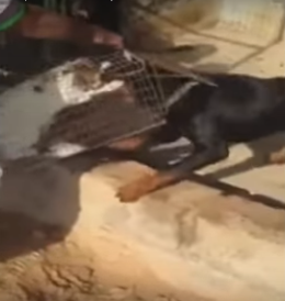 فيديو صادم.. شخص يقدم قطة للكلاب لتعذيبها حتى الموت!