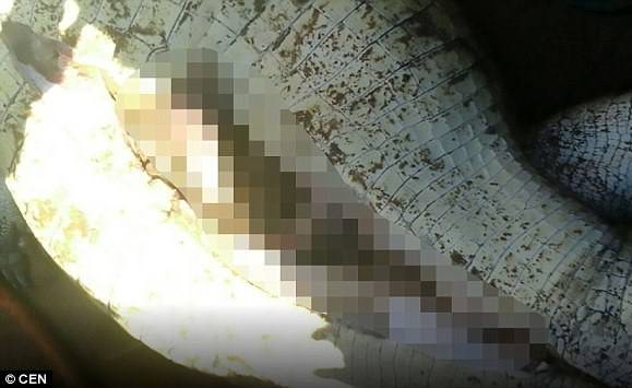 بالفيديو.. وجدوا بقايا طفلهم في جوف التمساح