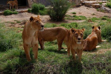 "شاهد" هذا مصير أسود "عدي صدام" بعد حقن الأميركيين لها بمادة خطيرة!