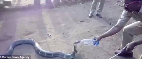 لن تصدق ماذا فعلت كوبرا عملاقة؟!!