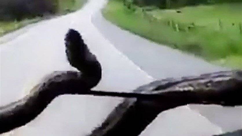 بالفيديو: رأى الموت في عينيه... باغته ثعبان وهو يقود إليكم ما حصل!