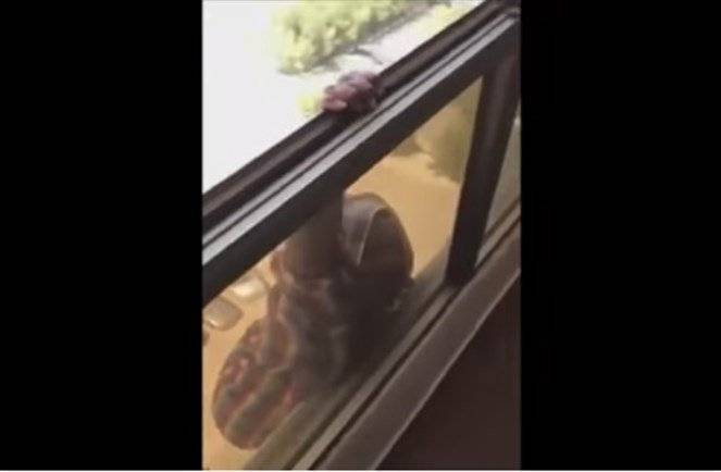 هذا ما حلّ بالسيدة التي رفضت مساعدة خادمتها وصورت سقوطها من الطابق السابع