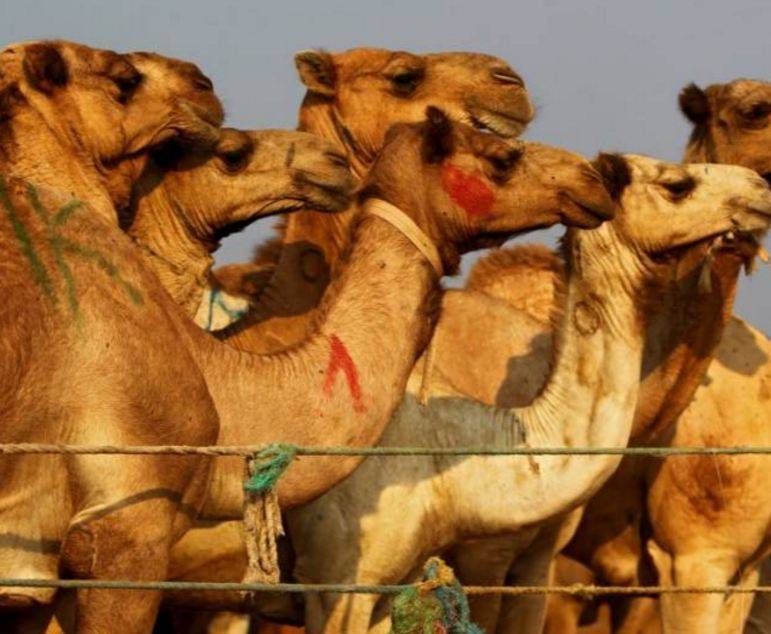 31 مليون دولار لأجمل جمل