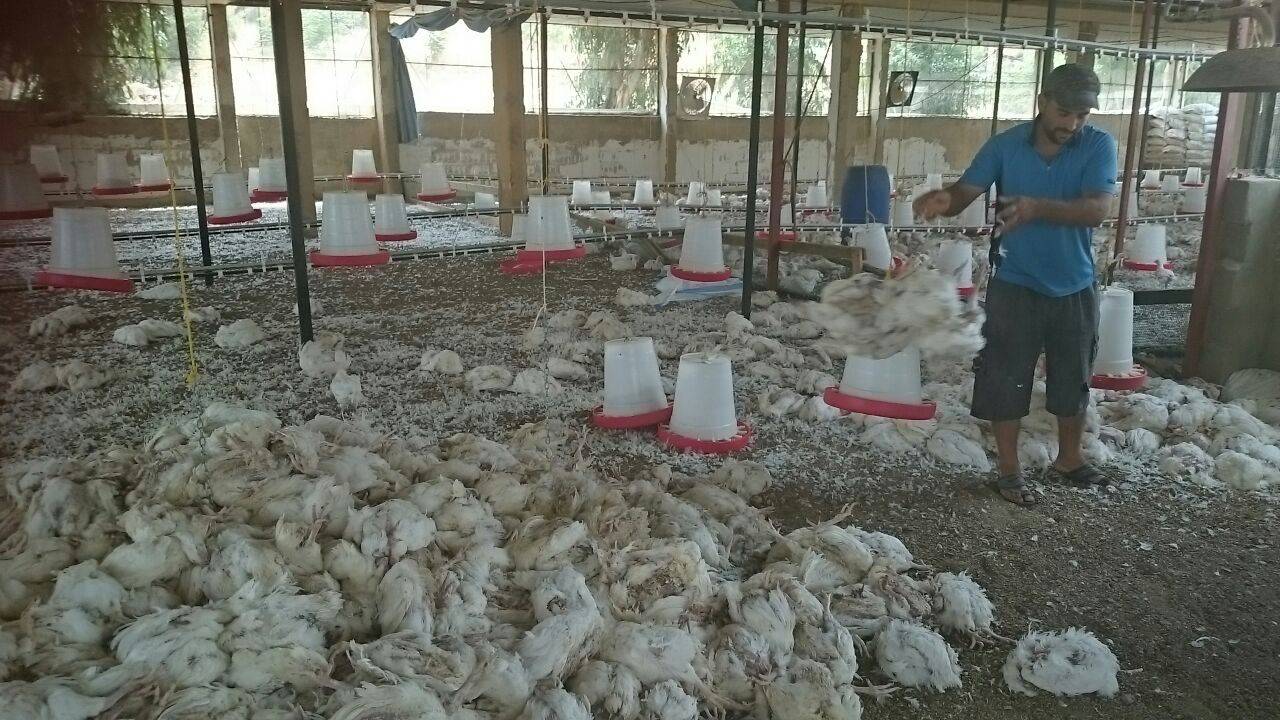 نفوق الاف الطيور الدجاج في راشيا الفخار والروائح تهدد السلامة العامة