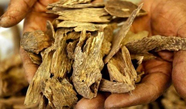 العطر الذي يفوق الذهب سعراً