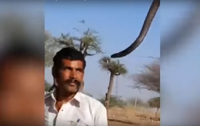 شاهد قبلة الموت...كوبرا تلدغ سائح وتتسبب في موته